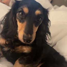 Tilly - Black and tan female Dachshund puppy in Grant, Oklahoma from Weenie World