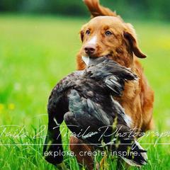 Nova Scotia Duck Tolling Retrievers from Tejas Tollers