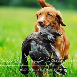 Nova Scotia Duck Tolling Retrievers from Tejas Tollers