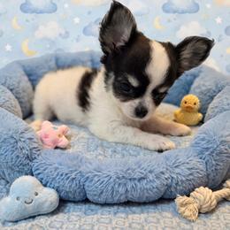 Franklin - Black and white male Chihuahua puppy in Cape Coral, Florida from Inspired Chihuahuas