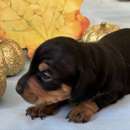 Foxy - Black and tan female Dachshund puppy in Great Falls, Montana from Dawn's designerDachshunds