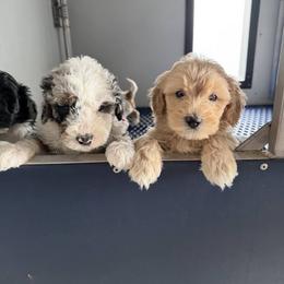Aussiedoodle, Cavapoo, Goldendoodle, and Newfypoo Puppies from Haaspawz