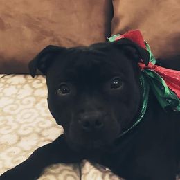 Staffordshire Bull Terrier All Grown Up from Noumenon Staffords