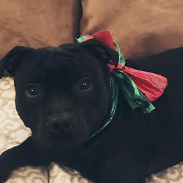 Staffordshire Bull Terrier All Grown Up from Noumenon Staffords