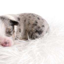 Millie - Blue merle female Miniature Australian Shepherd puppy in Louisville, Mississippi from Kristy’s Kennels