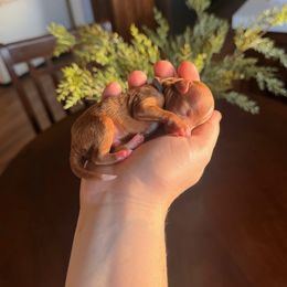 Assorted Doodle Crosses and Dachshund Puppies from Dailey Doodles and Dachshunds