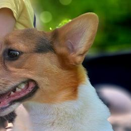 American Corgis and Pembroke Welsh Corgis from St. Lawrence Corgis