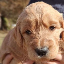 Red collar - Red  Goldendoodle puppy in Riggins, Idaho from Deep Canyon Puppies