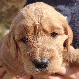 Red collar - Red  Goldendoodle puppy in Riggins, Idaho from Deep Canyon Puppies