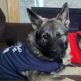 Norwegian Elkhounds from Furever Elkhounds