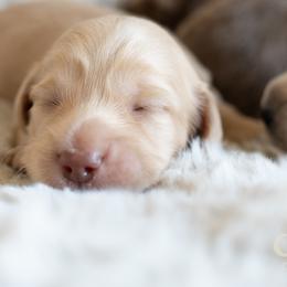 Dachshund Puppies from CTX Doxies