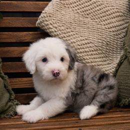 Brooks - Blue merle and white male Sheepadoodle puppy in Norwood, Missouri from Neuroth Pup Co.