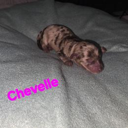 Chevelle - Red merle female Aussiedoodle puppy in Loveland, Colorado from A&L Ranch Aussiedoodles