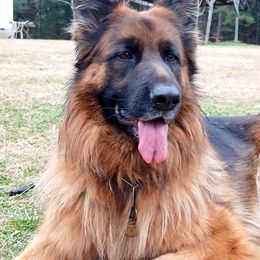 German Shepherds from Scarlet Reign K9s