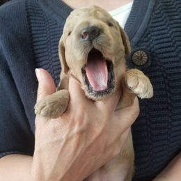 Goldendoodle Puppies from Northwoods Goldendoodles