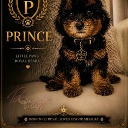 Prince - Phantom male Poodle puppy in Spring Lake, North Carolina from Pawriffic Pups