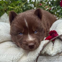 Girl 1 - Red and white female Siberian Husky puppy in Tulsa, Oklahoma from EvergreenEliteKennel