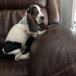 Boy 6 - Black white and brown Basset Hound puppy in Columbia, South Carolina from Pawmetto Hounds