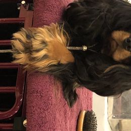 Cavalier King Charles Spaniel All Grown Up from Avion's Cavaliers