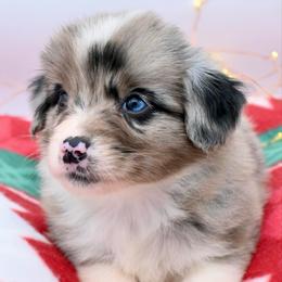 Lady Rose McClare - Blue merle female Miniature American Shepherd puppy in Damascus, Oregon from Rebel Soul Minis