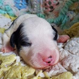 Melchior - Black and white male Sheepadoodle puppy in Bellevue, Iowa from Vivere Farm LLC