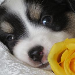 Miniature Australian Shepherd Puppies from Big Coon Little Aussies