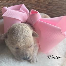 Winter - Champagne female Maltipoo puppy in Wendell, North Carolina from Teddys Teddy Bears