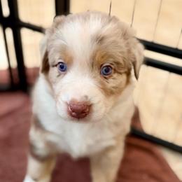 Foxglove - Red merle male Australian Shepherd puppy in Clover, South Carolina from Jo’s Aussies