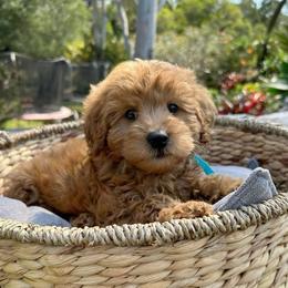 Tucker - Red  male Goldendoodle puppy in Brandon, Florida from Murphys Doodles