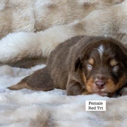 Female Red Tricolor 2 - Red tri-color female Australian Shepherd puppy in San Mateo, California from Acheron Aussies