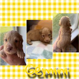 Gemini - Red male Dachshund puppy in Brazil, Indiana from King Duke Dachshunds