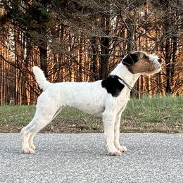 Beatrix - Jack Russell Terrier