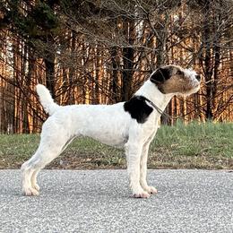 Beatrix - Jack Russell Terrier
