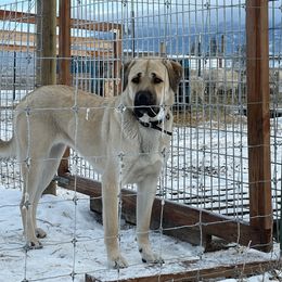 Bailey - Anatolian Shepherd Dog
