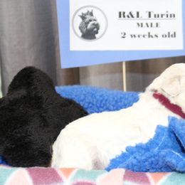 Lagotto Romagnolo Puppies from Royal and Loyal Lagotto Romagnolo