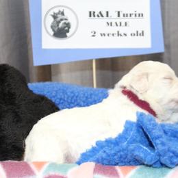 Lagotto Romagnolo Puppies from Royal and Loyal Lagotto Romagnolo