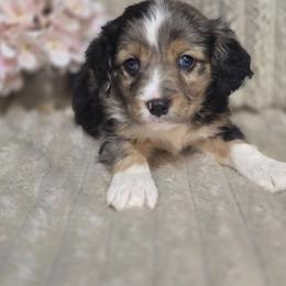 Cappuccino - Blue male Companion Cross puppy in Decatur, Illinois from Petite Pups