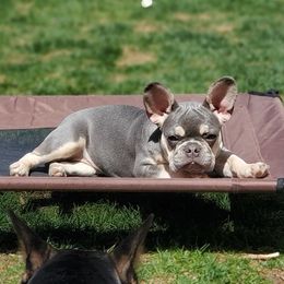 Kali - French Bulldog