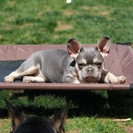 Kali - French Bulldog