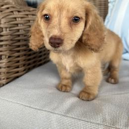 Poppy - Cream female Dachshund puppy in Mena, Arkansas from Double B Corsos & Dachshunds