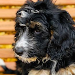 Aussiedoodles, Bernedoodles, Cavapoos, Goldendoodles, and Poodles from Huckadoodle Farm