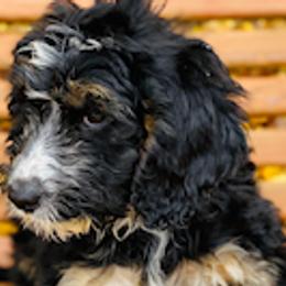 Aussiedoodles, Bernedoodles, Cavapoos, Goldendoodles, and Poodles from Huckadoodle Farm