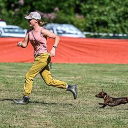 Dachshund Puppies from Army of Dachshunds