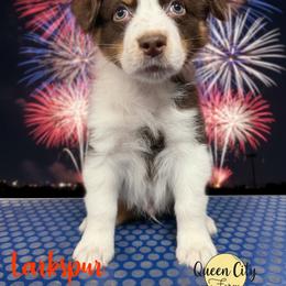 Larkspur - Red tri-color male Australian Shepherd puppy in Falmouth, Kentucky from Queen City Farm
