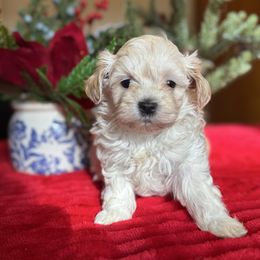 Honey - Cream female Maltipoo puppy in Wendell, North Carolina from Teddys Teddy Bears