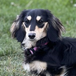 Anna - Dachshund