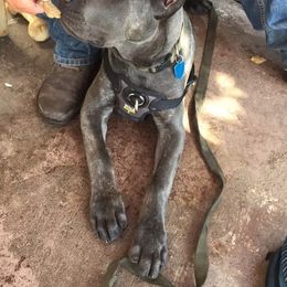 Cane Corso Puppies from RiverStone Gardens