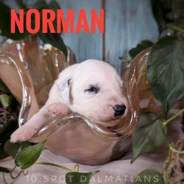 Norman- Red - White and black male Dalmatian puppy in Altoona, Iowa from 10 Spot Dalmatians