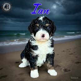 Ian - Tri-color male Bernedoodle puppy in Banner Elk, North Carolina from Walnut Tree Bernedoodles