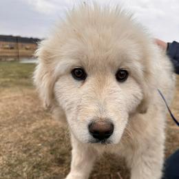 Snow White - White female Maremma Sheepdog puppy in New Auburn, Wisconsin from Cordell Corgis